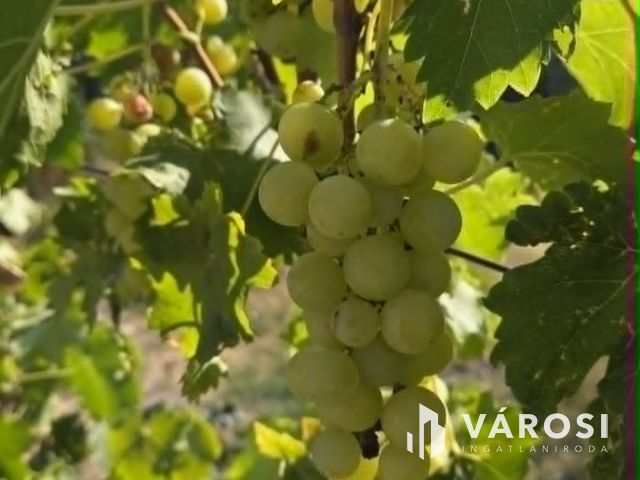 Madárcsicsergős otthon nagy kerttel – ház Debrecen határán